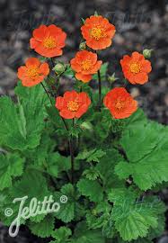 Geum coccineum 'Koi'