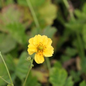 Geum chiloense 'Lady Stratheden'