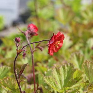 Geum rivale 'Flames of Passion' (S)