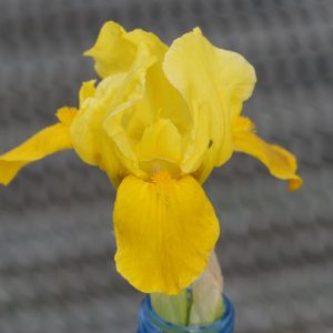 Iris x barbata-nana 'Gleaming Gold'