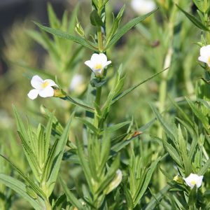 Gratiola officinalis