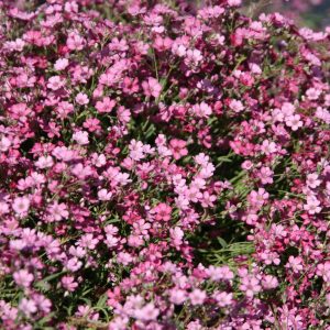 Gypsophila repens 'Rosa Schönheit'