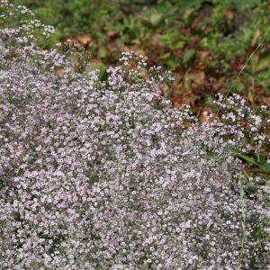 Gypsophila repens 'Rosenschleier