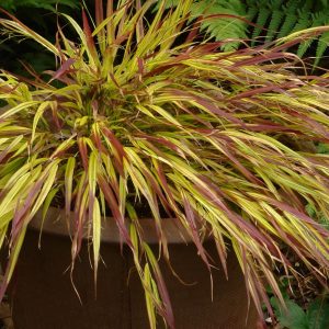 Hakonechloa macra 'Mulled Wine' (S)