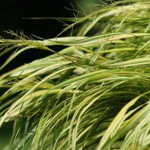 Hakonechloa macra 'Aureola'