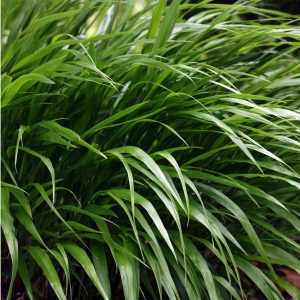Hakonechloa macra 'Green Hills'
