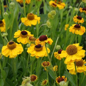 Helenium x cult. 'El Dorado'