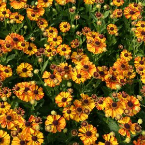 Helenium x cult. 'Flamenco'