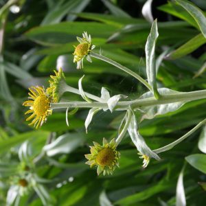 Hymenoxis hoopesii (Helenium)