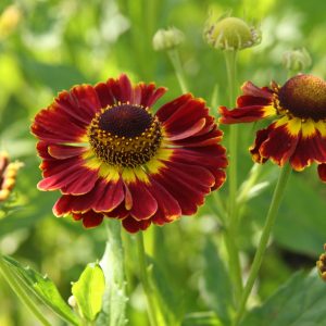 Helenium x cult. 'Königstiger'