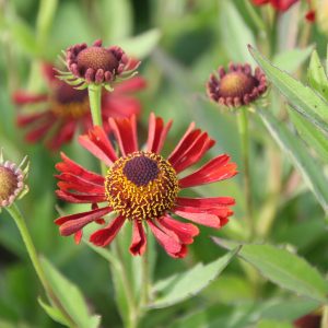 Helenium x cult. 'Siesta' (S)