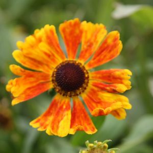 Helenium x cult. 'Waltraud'