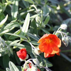 Helianthemum x cult.'Henfield Brilliant'