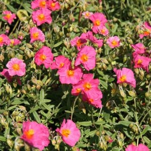 Helianthemum x cult.'Ben Hope'