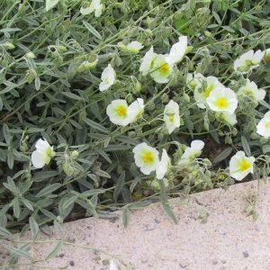 Helianthemum x cult.'Eisbär'