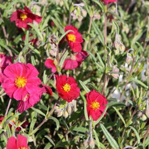 Helianthemum x cult.'Supreme'