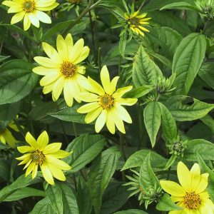 Helianthus microcephalus 'Lemon Queen'