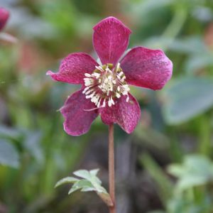 Helleborus x orientalis 'Pretty Ellen Red'