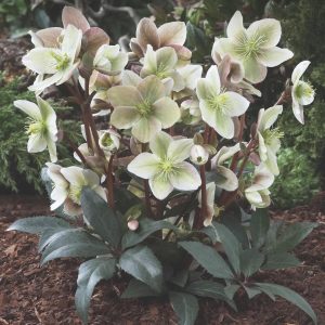 Helleborus x ericsmithii 'Winter Sunshine' (S)