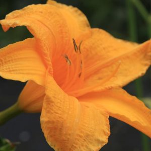 Hemerocallis x cult. 'Aten'