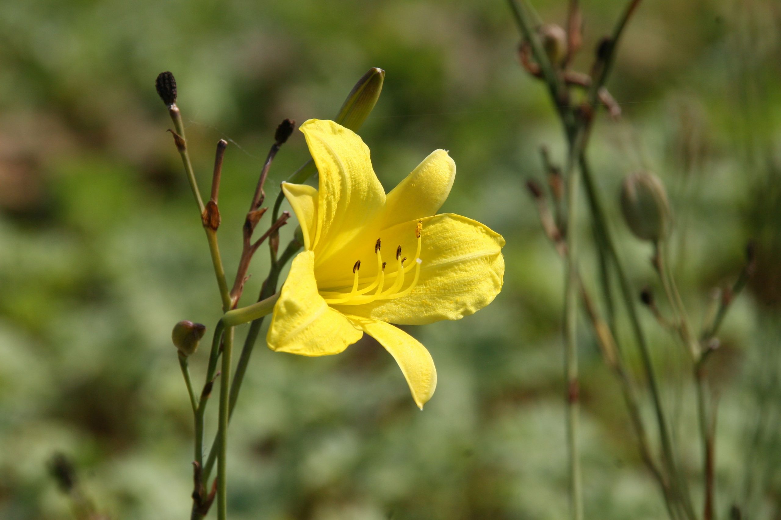 Hemerocallis x cult. 'Corky'