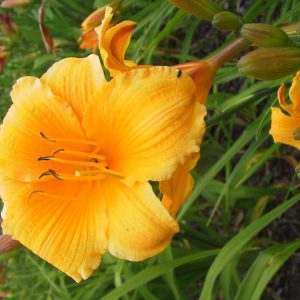 Hemerocallis x cult. 'Mc Pick'