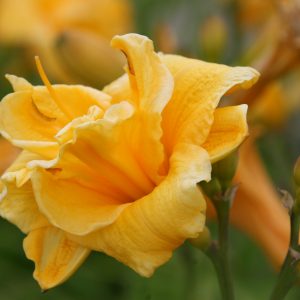 Hemerocallis x cult. 'Pojo'