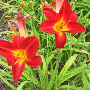 Hemerocallis x cult. 'Prussia'