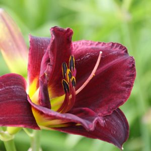 Hemerocallis x cult. 'Starling'