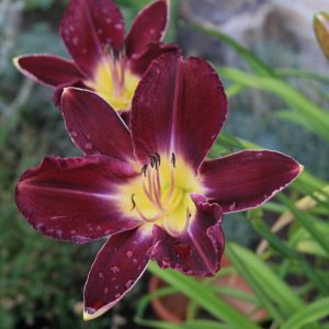 Hemerocallis x cult. 'Strutter's Ball'