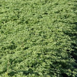 Herniaria glabra 'Serpyllifolia'