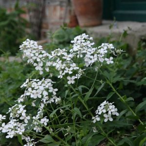 Hesperis matronalis 'Alba'