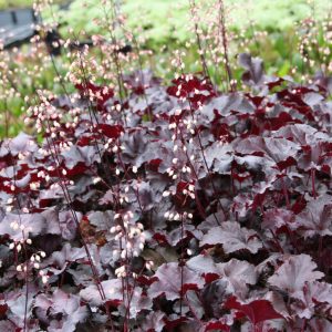 Heuchera micrantha Black Pearl' (S)