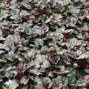 Heuchera micrantha 'Jade Gloss'  (S)