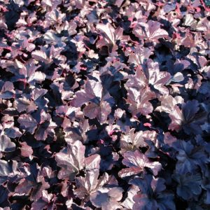 Heuchera micrantha 'Obsidian'  (S)