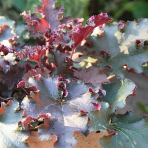 Heuchera micrantha 'Purple Petticoat'