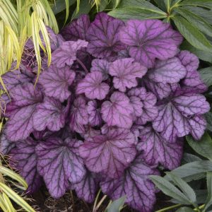 Heuchera x cult. 'Wild Rose' (S)