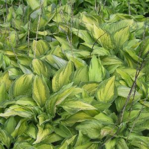Hosta x fortunei  'Albopicta'