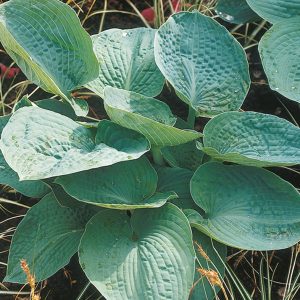 Hosta sieboldiana 'Big Daddy'