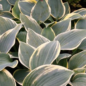 Hosta x tardiana 'First Frost'