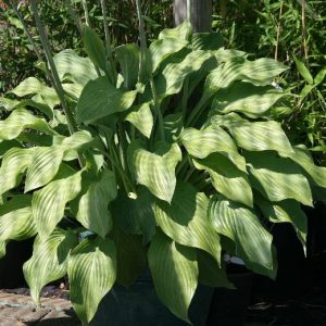 Hosta nigrescens 'Krossa Regal'