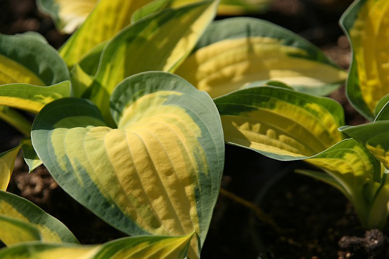 Hosta x fortunei 'Orange Marmelade'