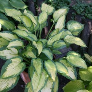 Hosta x cult. 'Pauls Glory'
