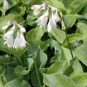 Hosta sieboldiana