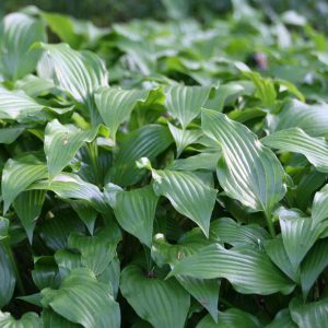 Hosta sieboldii