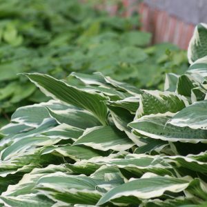 Hosta undulata 'Albomarginata'