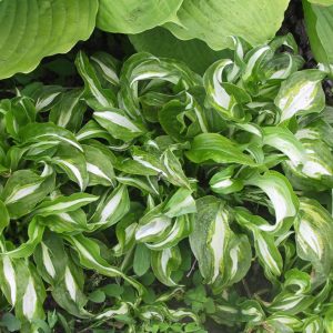 Hosta undulata 'Univittata'