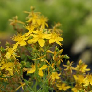 Hypericum perforatum