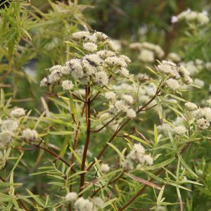 Pycnanthemum tenuifolium  (-flexuosum)