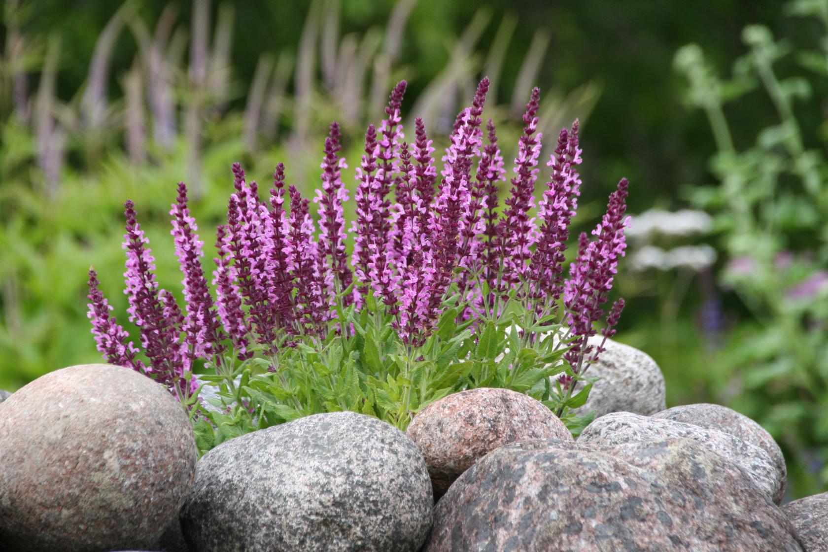 Salvia nemorosa 'Rose Queen'